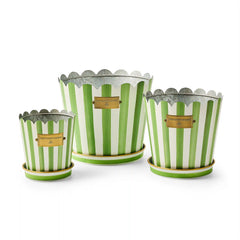 Courtly Stripe Pots & Saucers, Set of 3